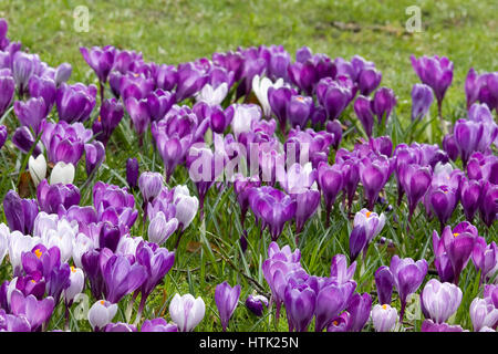Parmi les fleurs de crocus jonquilles Banque D'Images