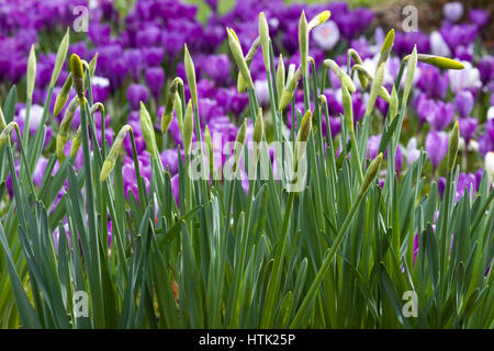 Parmi les fleurs de crocus jonquilles Banque D'Images