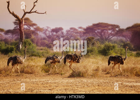 Troupeau d'autruches femelles dans la région de prairie dans la soirée, l'Afrique Banque D'Images