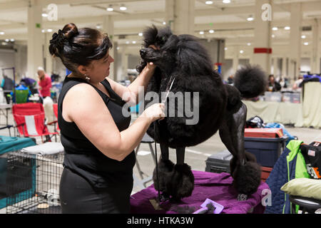 Seattle, Washington DC, USA. 11 mars 2017. Sally grooms un caniche royal à la Seattle 2017 Kennel Club Dog Show. Environ 160 espèces différentes de participer à l'All-Breed dog show annuel au centre de congrès CenturyLink Field Event. Crédit : Paul Gordon/Alamy Live News Banque D'Images