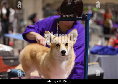 Seattle, Washington DC, USA. 11 mars 2017. Un Welsh Corgi est soigné à la Seattle 2017 Kennel Club Dog Show. Environ 160 espèces différentes de participer à l'All-Breed dog show annuel au centre de congrès CenturyLink Field Event. Crédit : Paul Gordon/Alamy Live News Banque D'Images