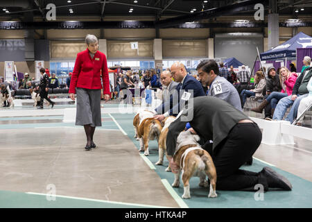 Seattle, Washington DC, USA. 11 mars 2017. Jan juge Brutton dans l'anneau des Bulldogs Anglais juger au Seattle 2017 Kennel Club Dog Show. Environ 160 espèces différentes de participer à l'All-Breed dog show annuel au centre de congrès CenturyLink Field Event. Crédit : Paul Gordon/Alamy Live News Banque D'Images