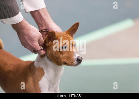 Seattle, Washington DC, USA. 11 mars 2017. Un Podengo Portugais Pequeno dans le ring à la Seattle 2017 Kennel Club Dog Show. Environ 160 espèces différentes de participer à l'All-Breed dog show annuel au centre de congrès CenturyLink Field Event. Crédit : Paul Gordon/Alamy Live News Banque D'Images