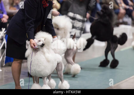 Seattle, Washington DC, USA. 11 mars 2017. Le caniche standard dans le ring à la Seattle 2017 Kennel Club Dog Show. Environ 160 espèces différentes de participer à l'All-Breed dog show annuel au centre de congrès CenturyLink Field Event. Crédit : Paul Gordon/Alamy Live News Banque D'Images