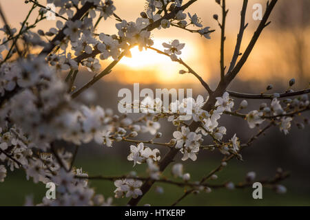 Les marais de Tottenham, London, UK. Mar 13, 2017. Le soleil levant éclaire ses fleurs délicates sur la prunelle sauvage douilles sur un beau matin au début du printemps. Credit : Patricia Phillips/ Alamy Live News Banque D'Images