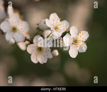 Les marais de Tottenham, London, UK. Mar 13, 2017. Le soleil levant éclaire ses fleurs délicates sur la prunelle sauvage douilles sur un beau matin au début du printemps. Credit : Patricia Phillips/ Alamy Live News Banque D'Images