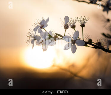 Les marais de Tottenham, London, UK. Mar 13, 2017. Le soleil levant éclaire ses fleurs délicates sur la prunelle sauvage douilles sur un beau matin au début du printemps. Credit : Patricia Phillips/ Alamy Live News Banque D'Images