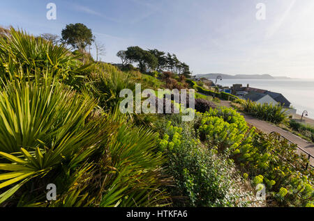 Lyme Regis, dans le Dorset, UK. 13 mars 2017. Météo britannique. Beau printemps chaud soleil et ciel blues durant la matinée à la station balnéaire de Lyme Regis Dorset sur la côte jurassique. La vue est à l'Est le long de la côte à partir de la Langmoor Jardins. Photo de Graham Hunt/Alamy Live News Banque D'Images