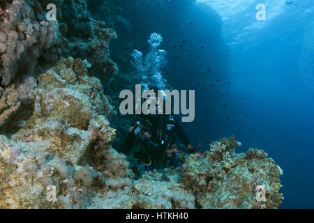 Mer Rouge, Egypte. Nov 7, 2016. Femme de plongée sous marine natation près de coraux et ressemble à un banc de poissons, Red Sea, Egypt Crédit : Andrey Nekrasov/ZUMA/ZUMAPRESS.com/Alamy fil Live News Banque D'Images