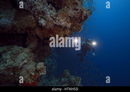 7 novembre 2016 - Red Sea, Egypt - sous l'videooperator shoting scool de poissons près de barrière de corail, mer Rouge, Sharm El Sheikh, Sinaï, Egypte (crédit Image : © Andrey Nekrasov/ZUMA/ZUMAPRESS.com) fil Banque D'Images