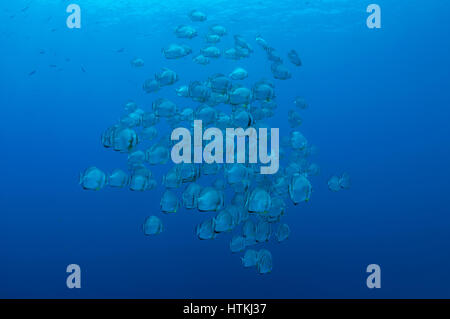 Mer Rouge, Egypte. 7 juin 2016. École de poisson Orbicular batfish circulaire, platax, orbiculate platax, platax, ronde ou orbic platax orbicularis (Platax) sur fond de l'eau bleu, Mer Rouge, Egypte Crédit : Andrey Nekrasov/ZUMA/ZUMAPRESS.com/Alamy fil Live News Banque D'Images