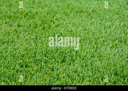 Close-up échantillon de ray-grass d'hiver avec pelouse parfaitement taillées, verte, luxuriante, d'épaisseur à lame fine rye Banque D'Images