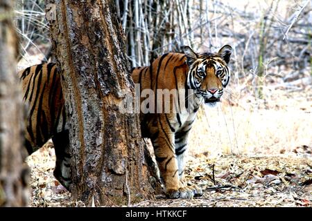 Tigre Banque D'Images