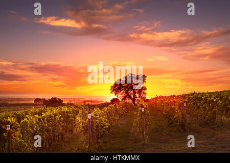 Bolgheri et Castagneto vignoble et arbre sur le coucher du soleil en contre-jour. La Maremme Toscane, Italie, Europe. Banque D'Images