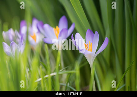 Parmi les feuilles fleurs Crocus jonquilles dans un bois. Evenley Evenley jardins, bois, Northamptonshire, Angleterre Banque D'Images
