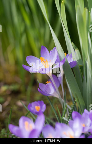 Parmi les feuilles fleurs Crocus jonquilles dans un bois. Evenley Evenley jardins, bois, Northamptonshire, Angleterre Banque D'Images