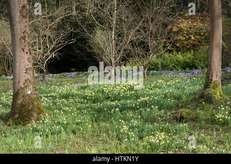 Narcisse. Jonquille et crocus fleurs dans un bois. Evenley Evenley jardins, bois, Northamptonshire, Angleterre Banque D'Images