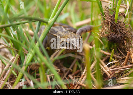 L'Hydrocharis commun Nom latin Rana temporaria ramper dans l'herbe sauvage photographié dans le focus peu profondes Banque D'Images