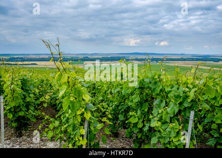 Vignes de Champagne près de Verzenay à vers Rilly-La-Montagne Banque D'Images