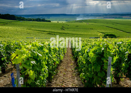 Vignes de Champagne près de Verzenay à vers Rilly-La-Montagne Banque D'Images