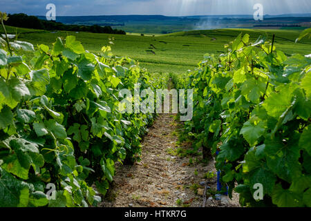 Rangées de vignes en vignes de Champagne près de Verzenay à vers Rilly-La-Montagne Banque D'Images