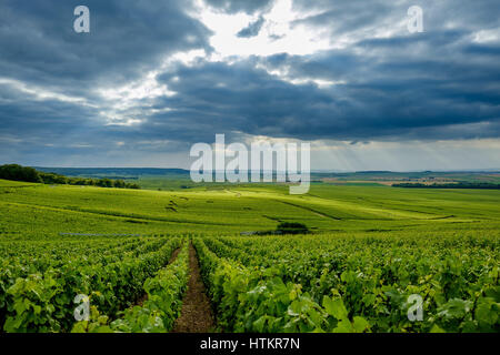 Vignes de Champagne près de Verzenay à vers Rilly-La-Montagne Banque D'Images