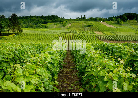 Rangées de vignes en vignes de Champagne près de Reims Marne France Banque D'Images