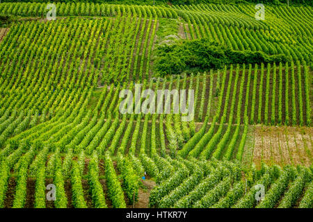 Rangées de vignes en vignes de Champagne près de Reims Marne France Banque D'Images