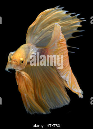 Couleur jaune dorée de Betta Saimese waver colorés poisson lutte contre la beauté et la liberté en fond noir photo avec flash studio d'éclairage. Banque D'Images