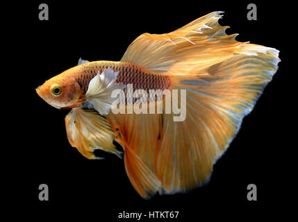 Couleur jaune dorée de Betta Saimese waver colorés poisson lutte contre la beauté et la liberté en fond noir photo avec flash studio d'éclairage. Banque D'Images