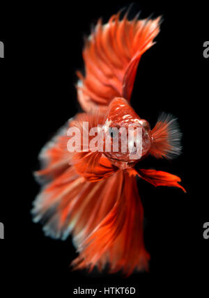 Couleur rouge doré waver de Betta Saimese poisson lutte contre la beauté et la liberté en fond noir photo avec flash studio d'éclairage. Banque D'Images