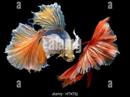 Couleur rouge doré waver de Betta Saimese poisson lutte contre la beauté et la liberté en fond noir photo avec flash studio d'éclairage. Banque D'Images