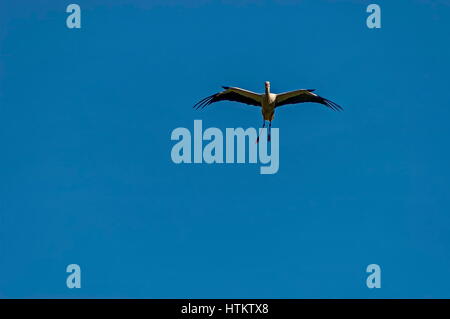 Cigogne blanche En vol, montagne de Rila, Bulgarie Banque D'Images