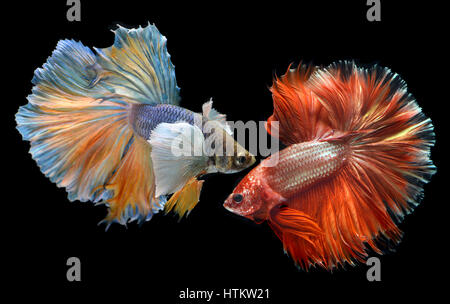 Couleur rouge doré waver de Betta Saimese poisson lutte contre la beauté et la liberté en fond noir photo avec flash studio d'éclairage. Banque D'Images