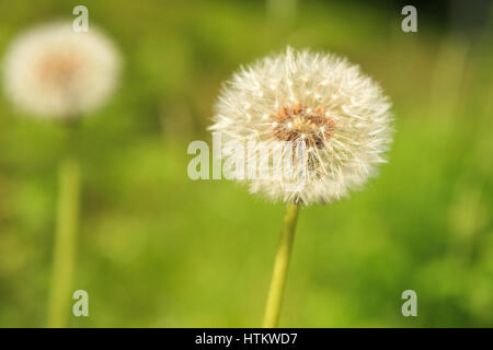 Le pissenlit officinal réveil - Taraxacum officinale communiqué de modèle : N° des biens : Non. Banque D'Images