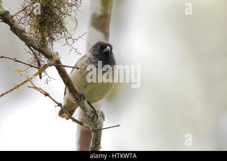 Petit arbre Finch (Camarhynchus parvulus) mâle, Highlands, Santa Cruz, Galapagos, Equateur Banque D'Images