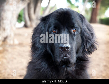 Beau chien Terre-Neuve noir est assis sur l'herbe a séché dans un parc avec des arbres avec un regard sur son visage solennel avec sa bouche fermée. Banque D'Images