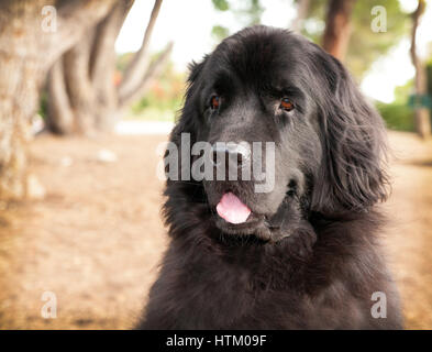 Très grand chien Terre-Neuve noir headshot sur herbe séchée avec des arbres en arrière-plan. Le chien a sa langue traîner. Banque D'Images