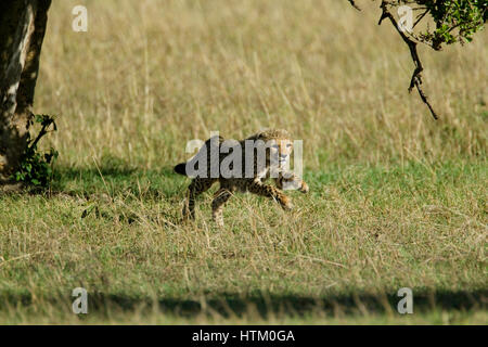 Le Guépard (Acinonyx jubatus) cub exécutant, masai Mara national reserve, Kenya, Afrique de l'Est Banque D'Images