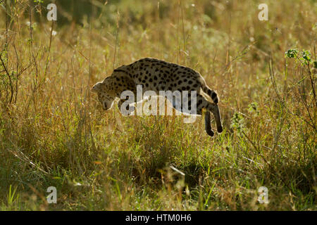 Le Serval (Felis serval) sautant dans l'air autour d'une proie, Masai Mara National Reserve, Kenya, Afrique de l'Est Banque D'Images