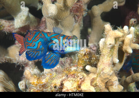 Mandarinfish ou mandarin dragonet (Synchiropus splendidus) sur les récifs coralliens de l'océan Indo-pacifique, arrière-plan, aux Philippines, en Asie du sud-est Banque D'Images