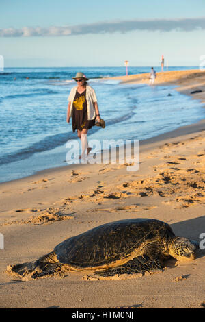 Une femme marche a adopté une tortue verte, Chelonia mydas, Poipu Beach Park, Kauai, Hawaii, USA Banque D'Images