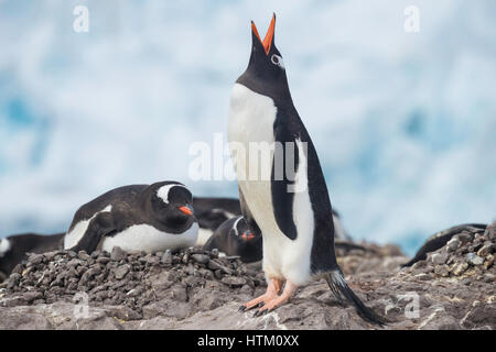 Gentoo pingouin, Pygoscelis papua, Neko Harbour, archipel Palmer, Péninsule Antarctique, l'Antarctique Banque D'Images