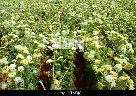 Domaine de l'agriculture de l'Asie, la carotte fleur en vert avec ca rot en blanc, la floraison de fleurs de cette flore des semences pour la prochaine récolte, Dalat, Vietnam Banque D'Images
