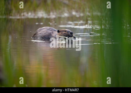 L'alimentation d'un castor dans un étang nr Whitefish Falls, District de Sudbury, Ontario, Canada Banque D'Images