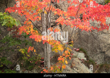 Couleurs d'Automne, lac Frood frangeant nr Whitefish Falls, District de Sudbury, Ontario, Canada Banque D'Images