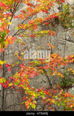 Couleurs d'Automne, lac Frood frangeant nr Whitefish Falls, District de Sudbury, Ontario, Canada Banque D'Images