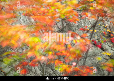 Couleurs d'Automne, lac Frood frangeant nr Whitefish Falls, District de Sudbury, Ontario, Canada Banque D'Images