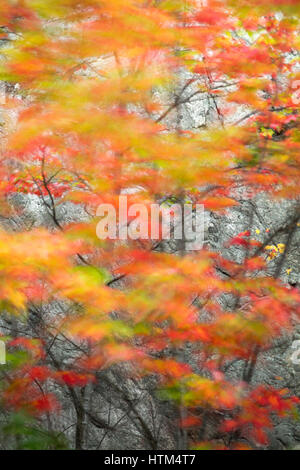 Couleurs d'Automne, lac Frood frangeant nr Whitefish Falls, District de Sudbury, Ontario, Canada Banque D'Images