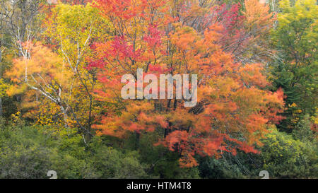 Couleurs d'Automne, lac Frood frangeant nr Whitefish Falls, District de Sudbury, Ontario, Canada Banque D'Images